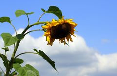 Lass´ die Sonne wieder scheinen - Abschied vom Sommer