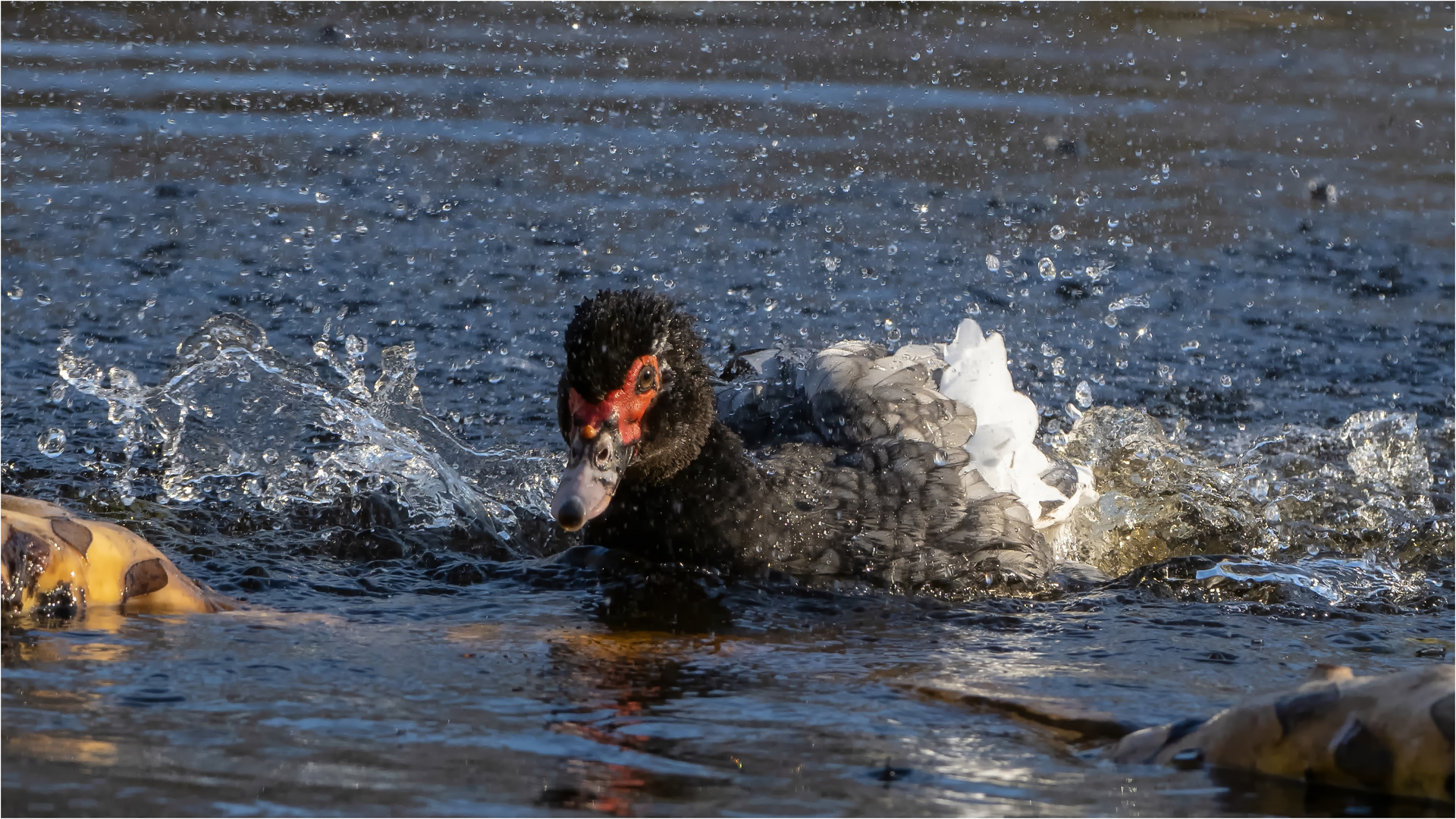 laß die Wassertropfen fliegen  .....