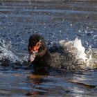 laß die Wassertropfen fliegen  .....