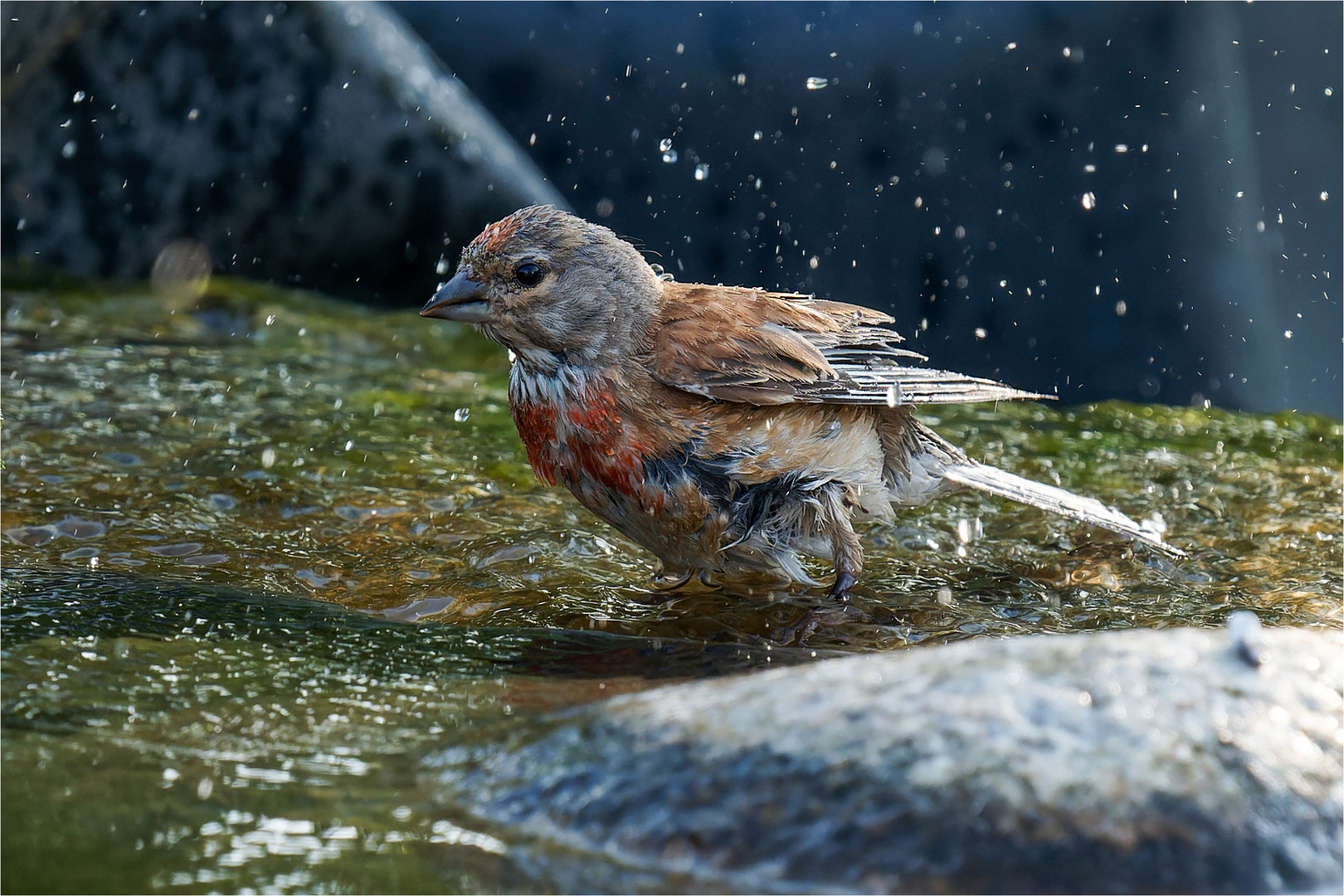 lass die Wassertropfen spritzen  .....