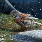 lass die Wassertropfen spritzen  .....