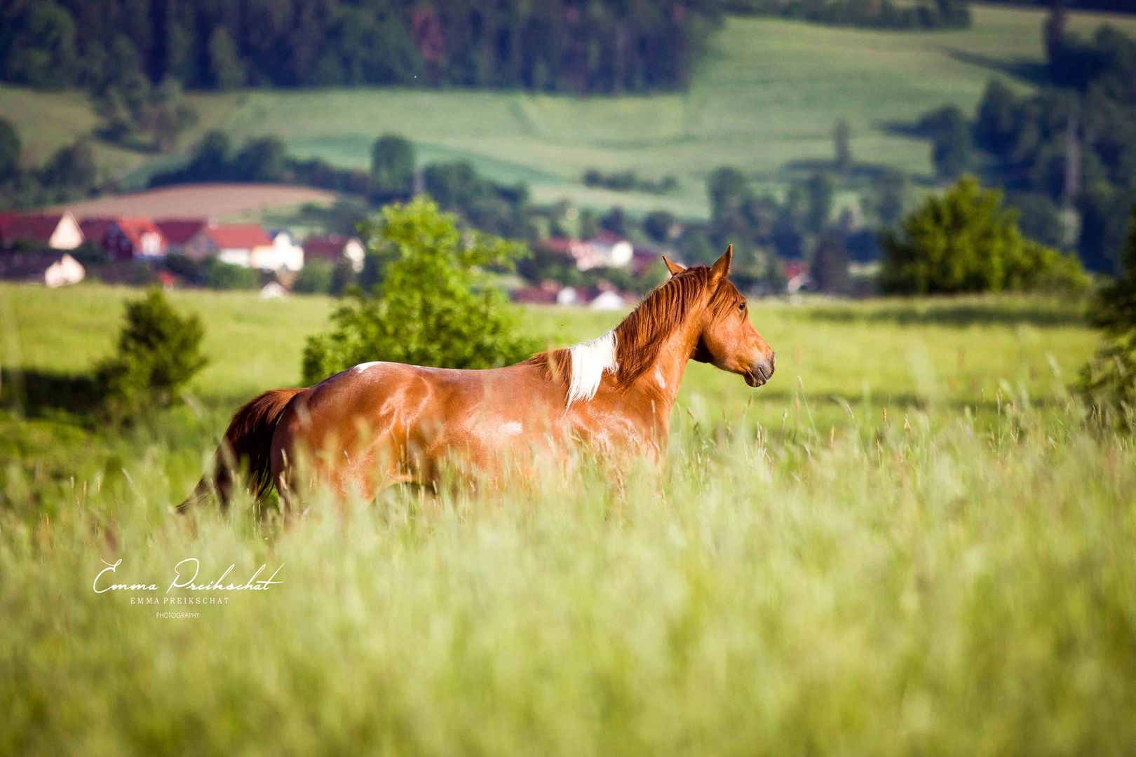 Lass ein Pferd frei und es wird dir folgen :)