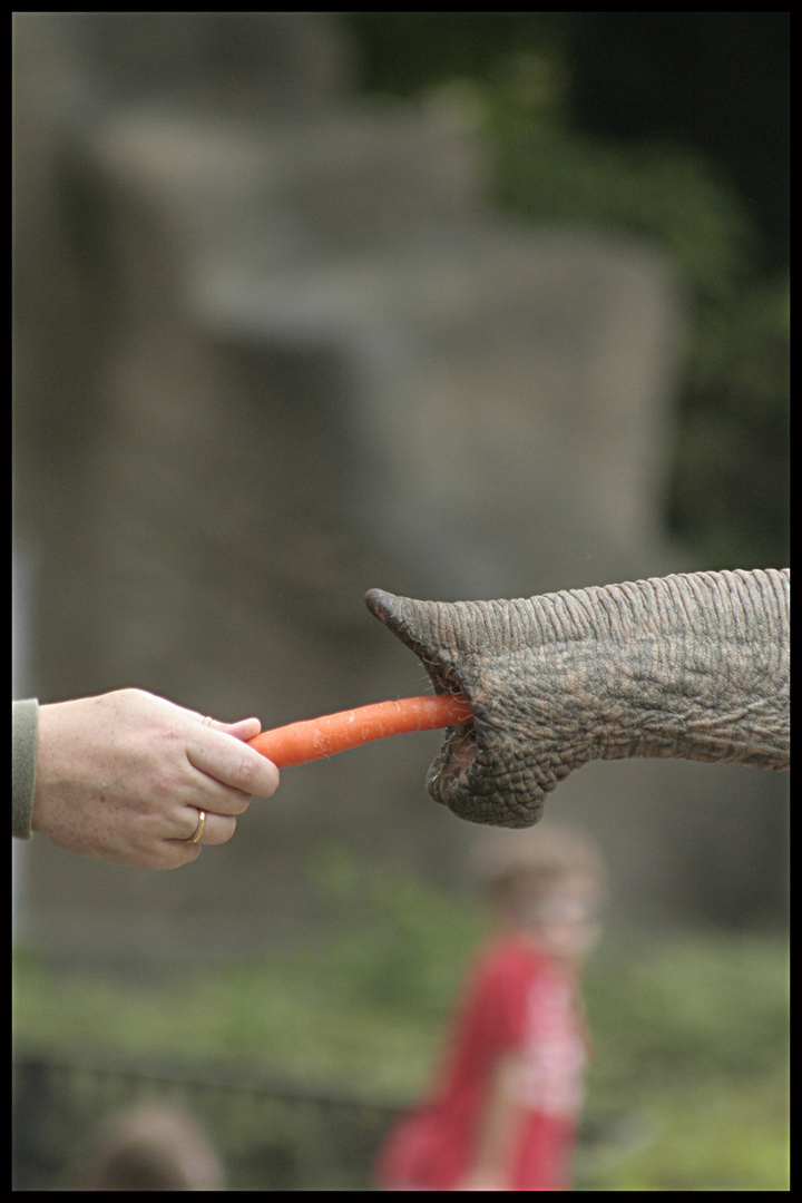 Lass Es Dir Schmecken Foto Bild Tiere Zoo Wildpark Falknerei Saugetiere Bilder Auf Fotocommunity