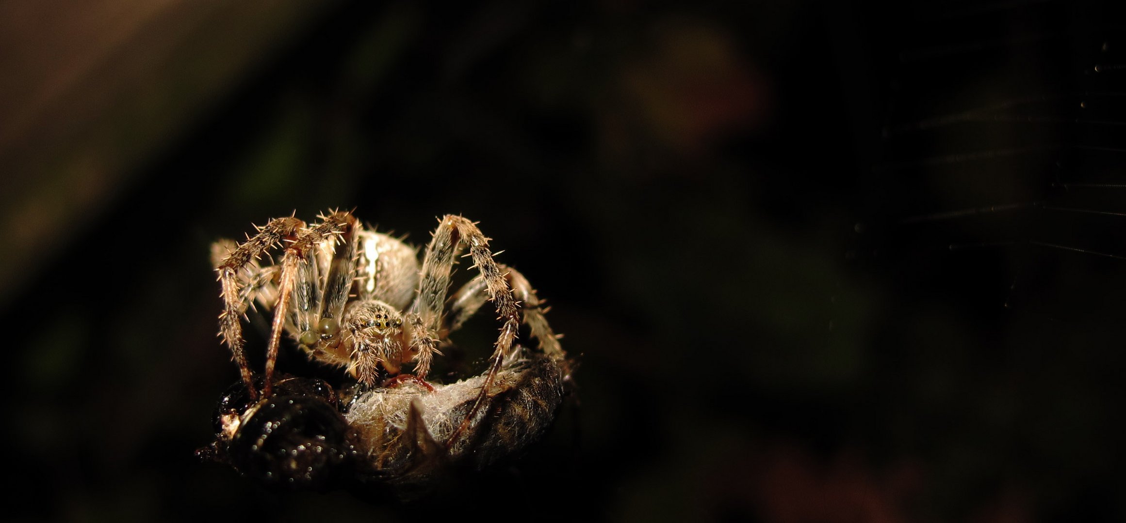 Lass Es Dir Schmecken Foto Bild Tiere Wildlife Spinnen Bilder Auf Fotocommunity