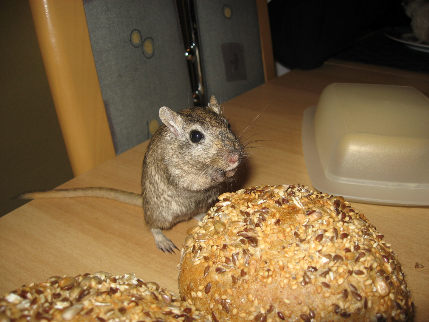 Lass es dir schmecken - klein Beisserchen !