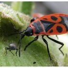 Laß es dir schmecken, Kleiner