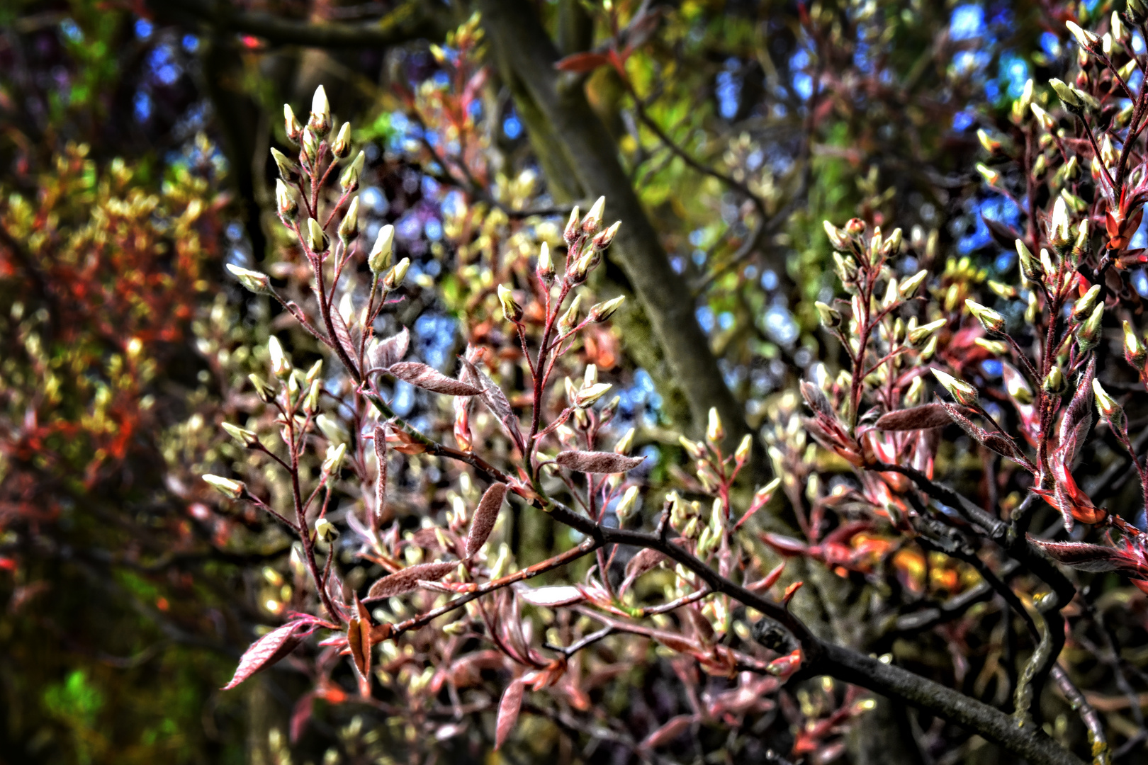 Lass es Treiben, Frühling treibe