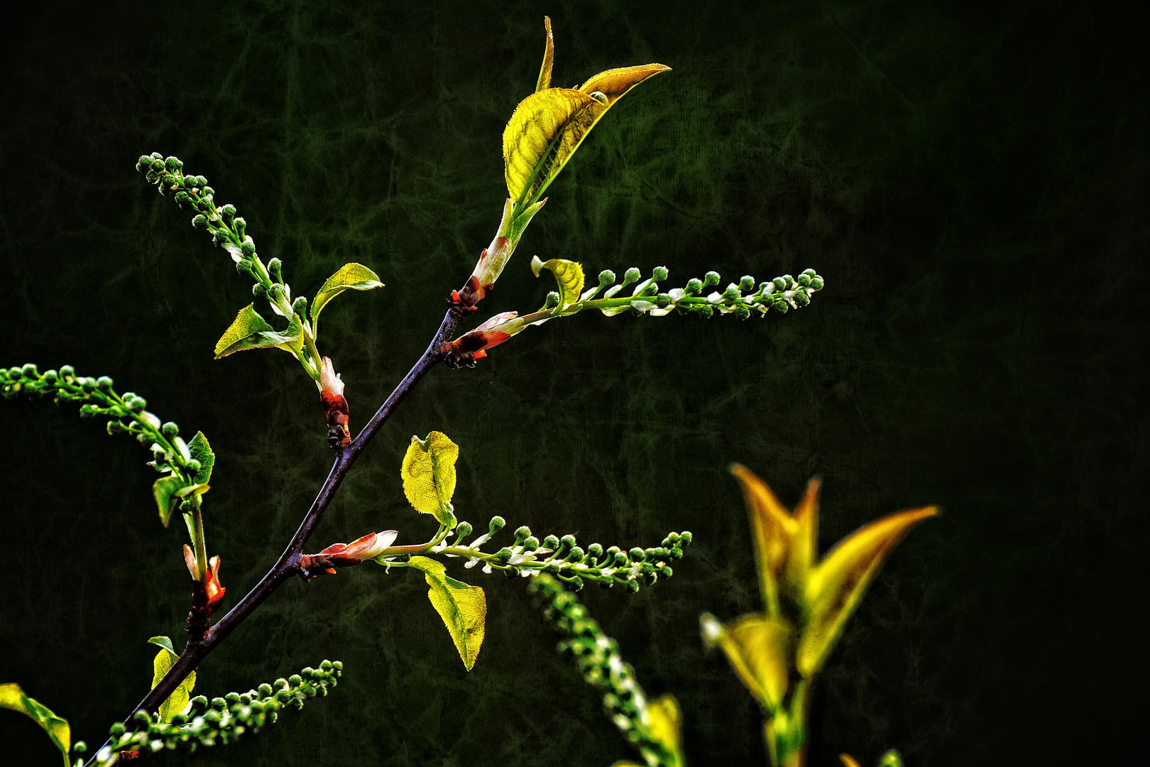 Lass es Treiben - Frühling treibe