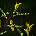 Lass es Treiben - Frühling treibe