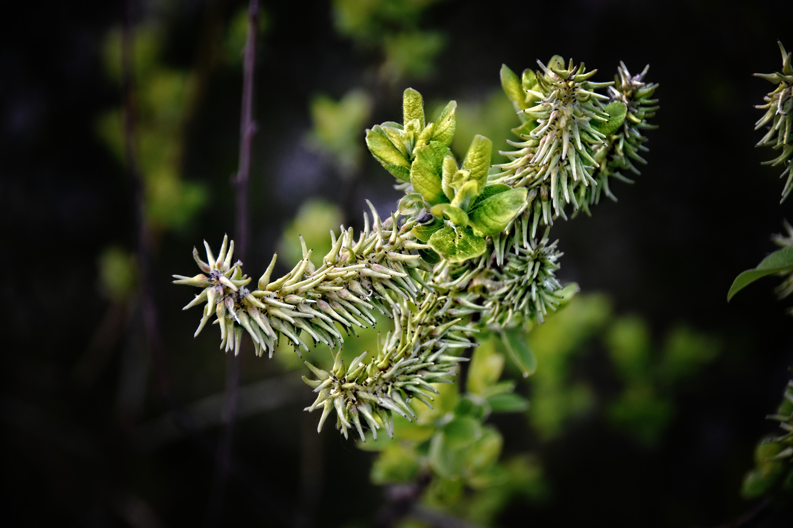 Lass es Treiben, Frühling treibe - Bild 2