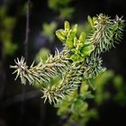 Lass es Treiben, Frühling treibe - Bild 2