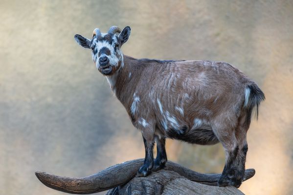 Lass ihn laufen, ich will reiten. 