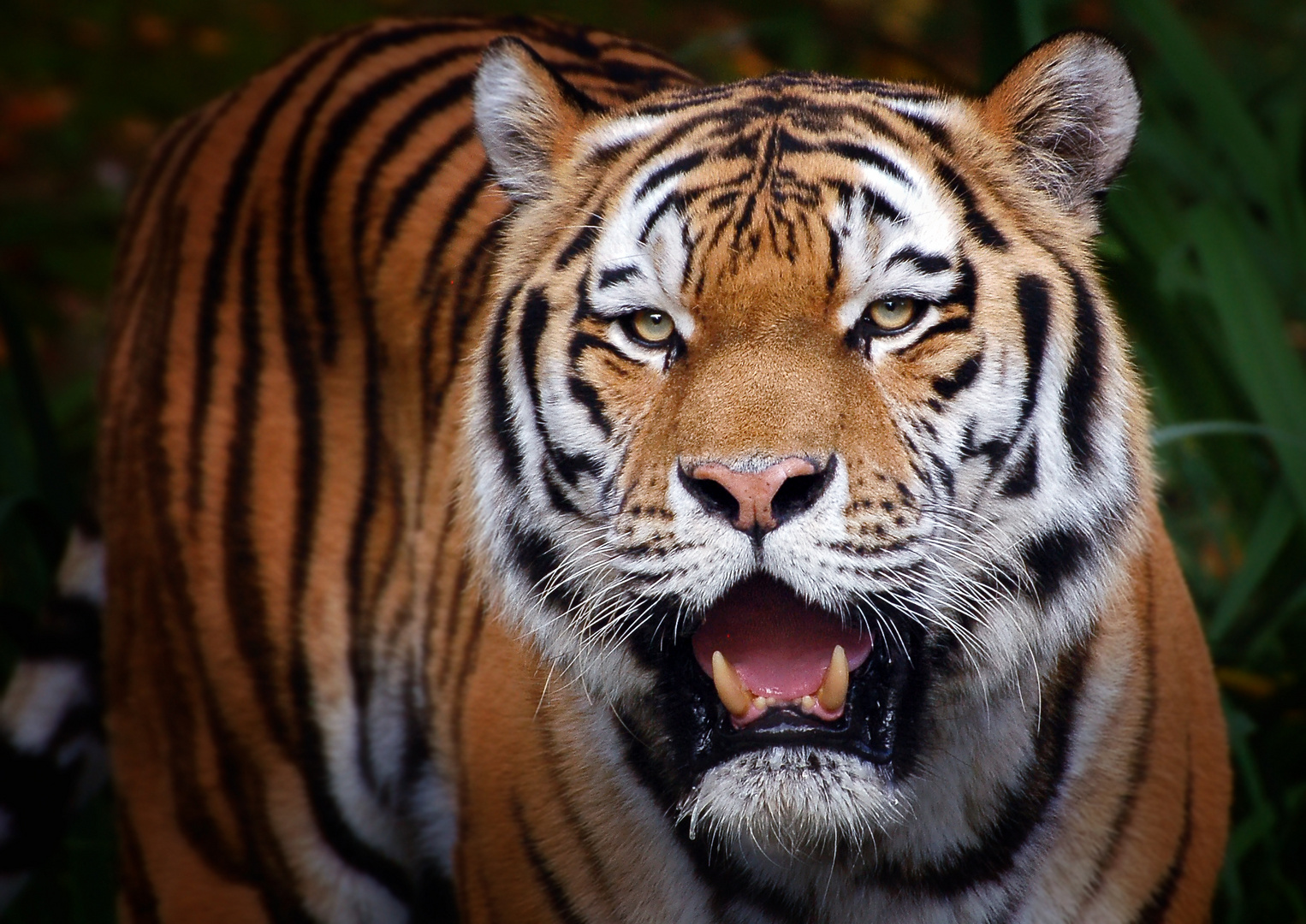 Lass Ihn Raus Den Tiger lass ihn raus den tiger foto bild tiere zoo Lass Ihn Raus Den Tiger lass ihn raus den tiger foto bild tiere zoo
