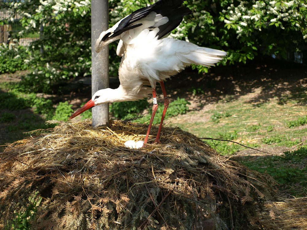 Lass ja mein Nest in Ruhe von Biehl Bernhard 