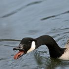 "Lass lieber von der Gänseleberpastete die Finger, sonst wird dir soooo schlecht"