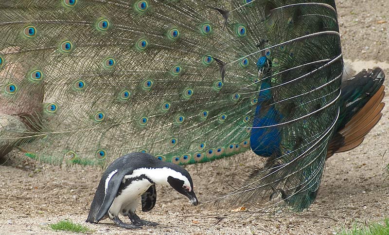 ...lass los du komischer Vogel!