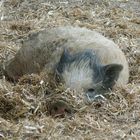 Laß mich Dein Glückschweinchen sein!