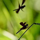 Laß mich Dein Schatten sein