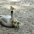 Lass mich doch endlich unter Deine Federn - sagt wohl das Küken zur Mama Gans