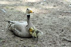 Lass mich doch endlich unter Deine Federn - sagt wohl das Küken zur Mama Gans