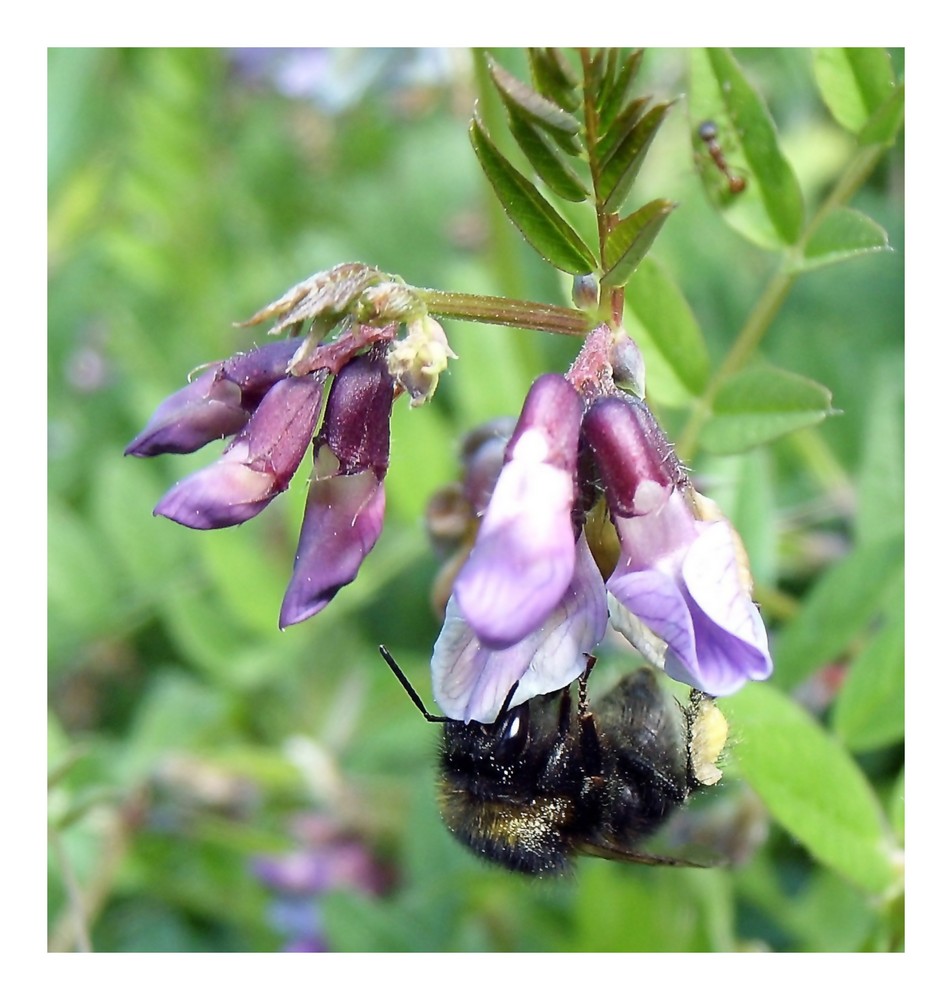 "Laß mich in Ruh ! Ich muß arbeiten." (Hummel auf Wilder Wicke.)