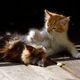 Katzen