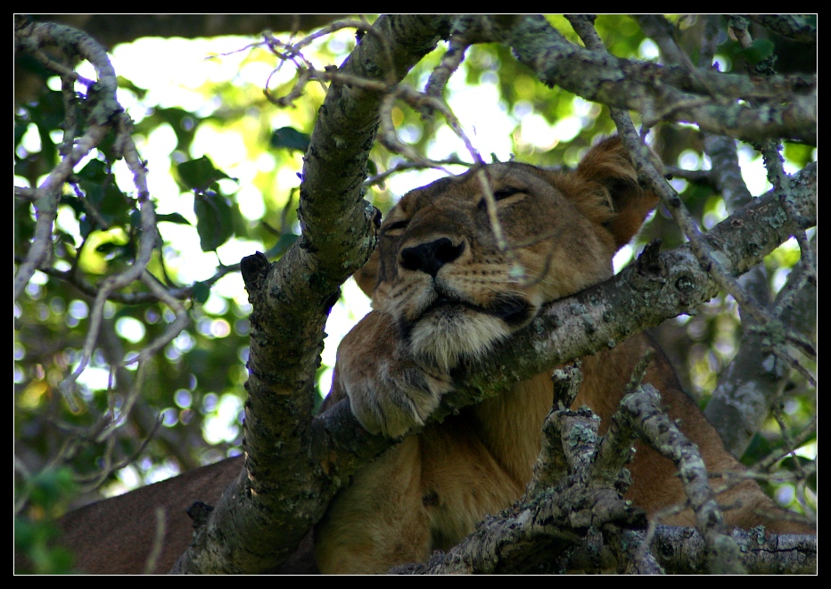 Lass mich in Ruhe..., Uganda