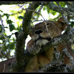 Lass mich in Ruhe..., Uganda