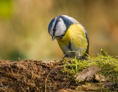 "Lass mich mal ...... Überlegen"
