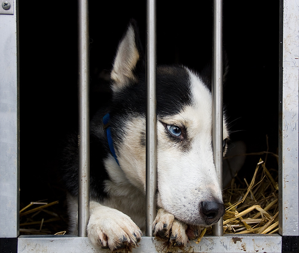 Lass mich raus, Husky im Käfig