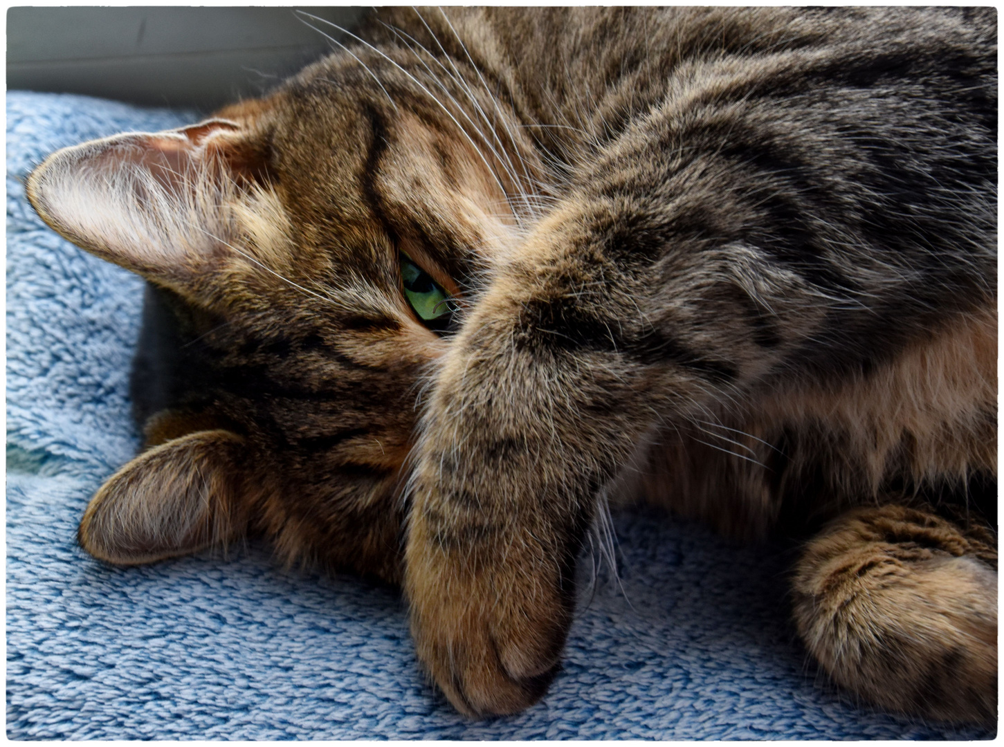 lass mich schlafen.... Foto & Bild natur, katzen, tiere Bilder auf