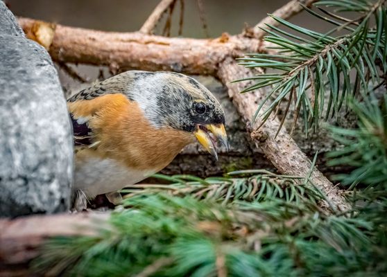 "LASS MICHT MAL ÜBERLEGEN"