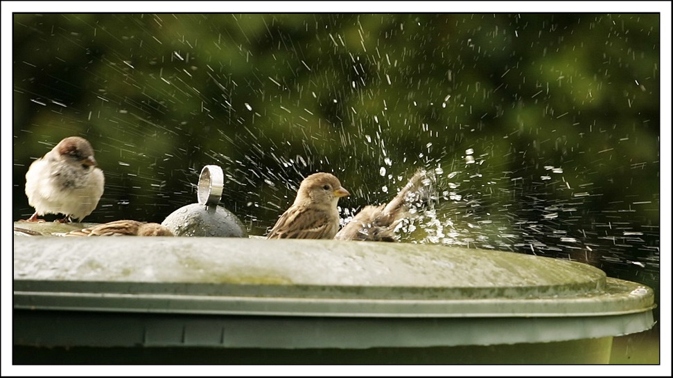 " Lass noch Wasser drin, ich will auch noch !"