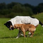 Lass uns das ausdiskutieren!