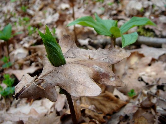 >>>((( lass uns frei )))<<<