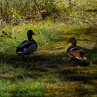 ...lass uns in Ruhe darüber reden...Sonntagsspaziergang