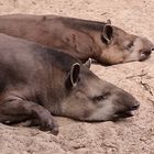 "Lass uns noch ne Weile in der Sonne dösen"