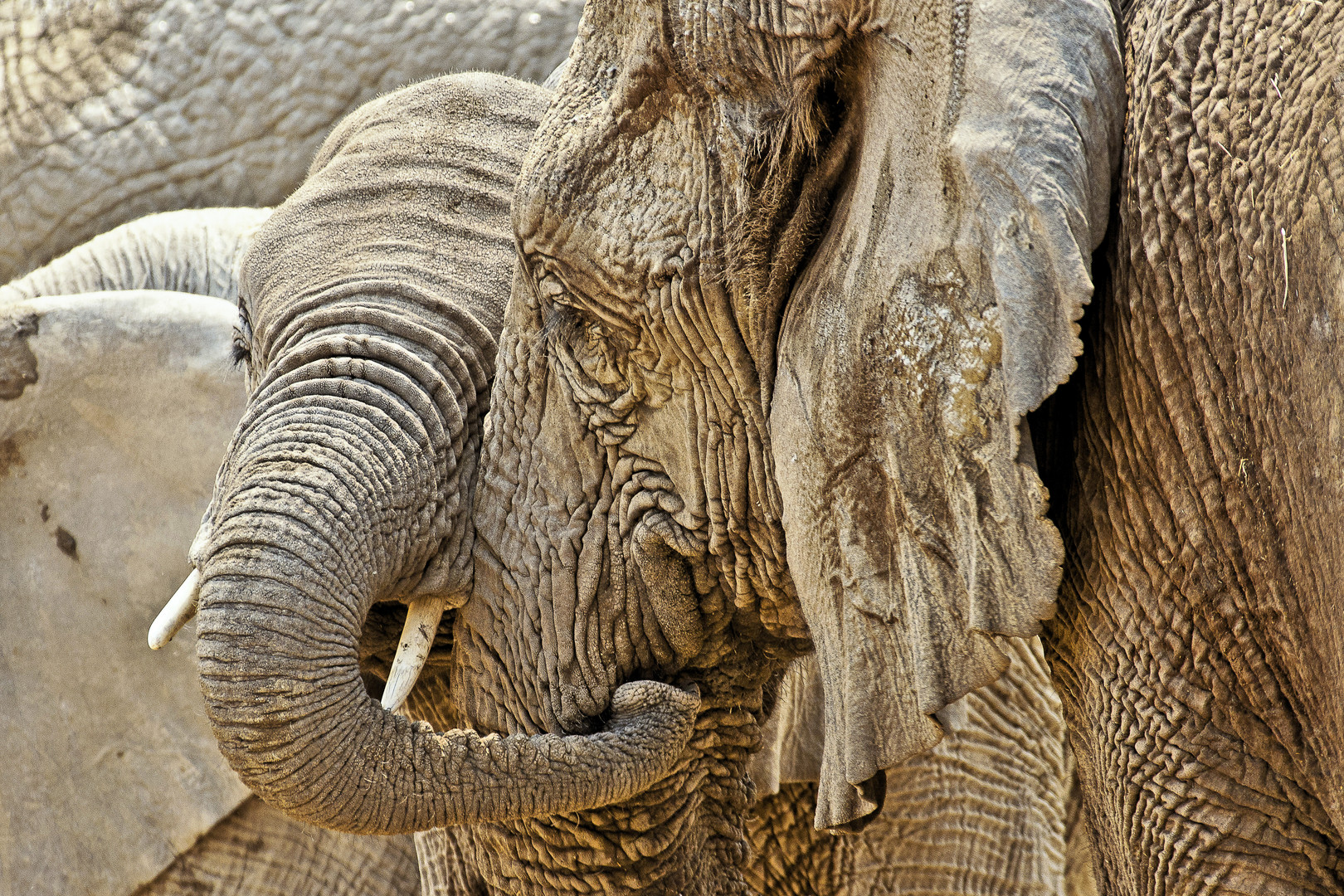 Lass uns schmusen - Elefanten im Etosha-NP