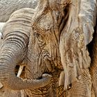 Lass uns schmusen - Elefanten im Etosha-NP