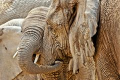 Lass uns schmusen - Elefanten im Etosha-NP