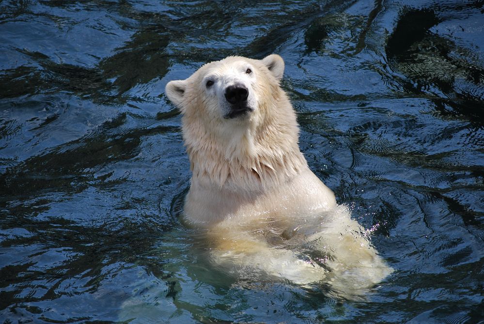 Lass uns schwimmen gehen...