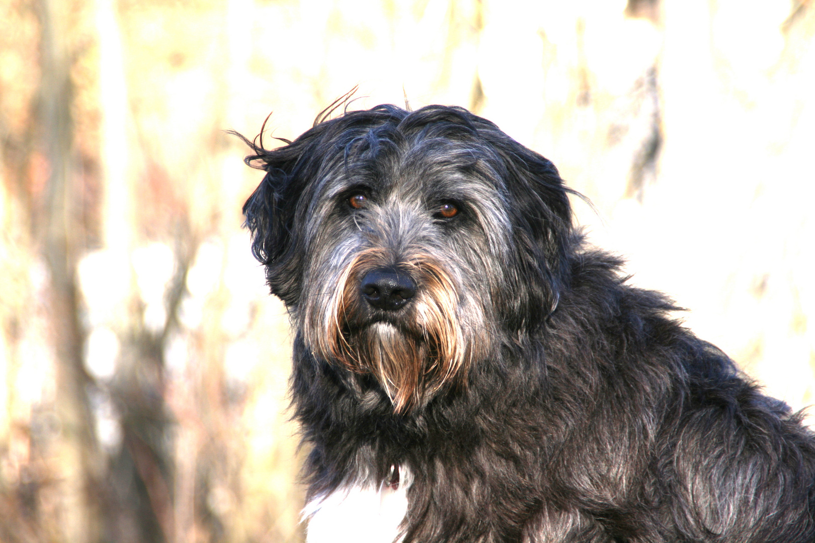 Lasse Foto & Bild | tiere, haustiere, hunde Bilder auf fotocommunity