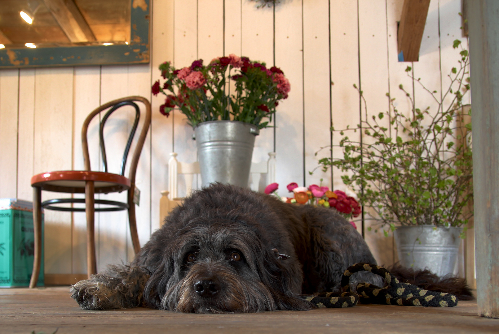 Lasse im Blumenladen