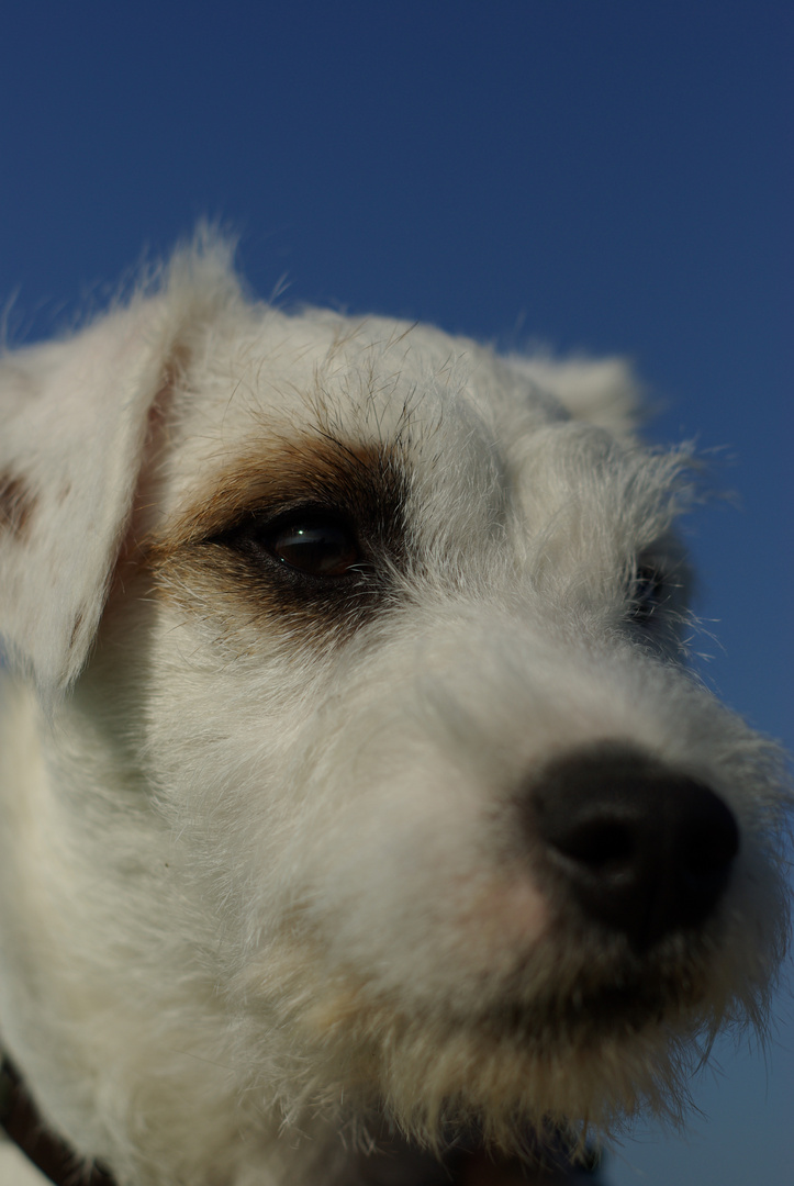 Lasse - Parson Russell Terrier