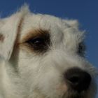 Lasse - Parson Russell Terrier
