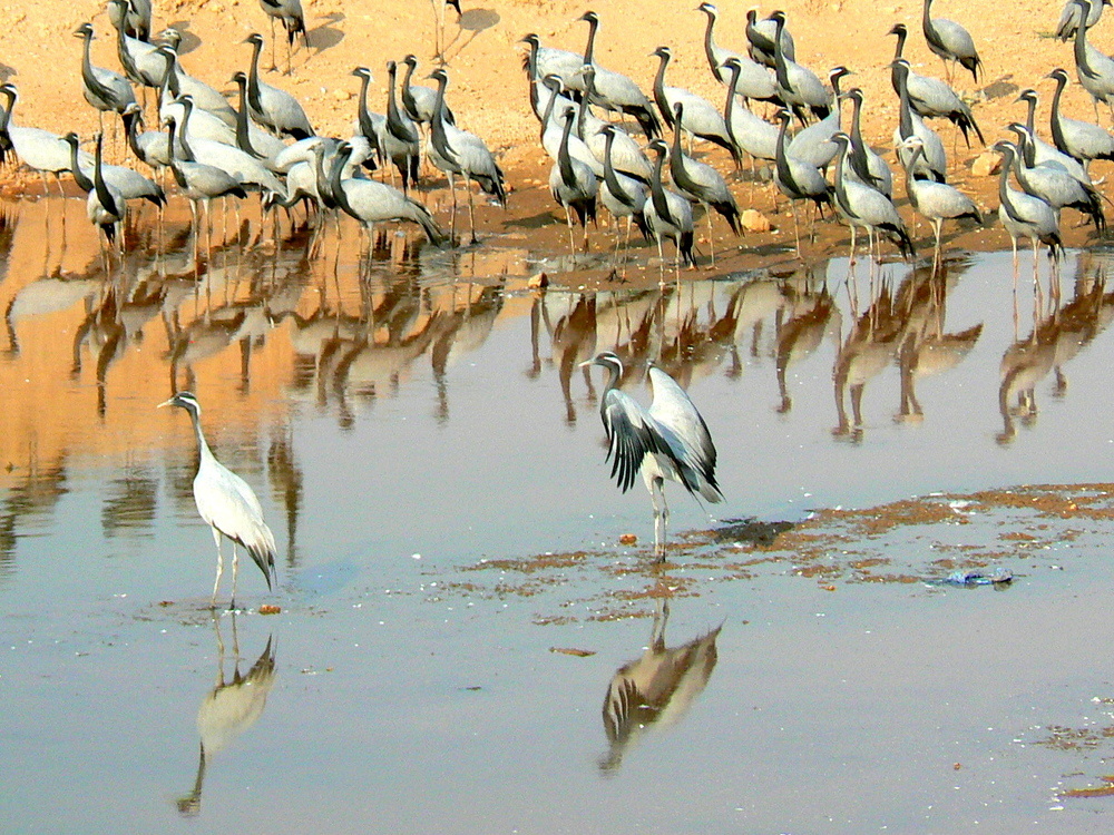 L'Assemblée des grues ,