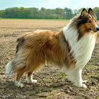 Lassie