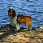 Lassie