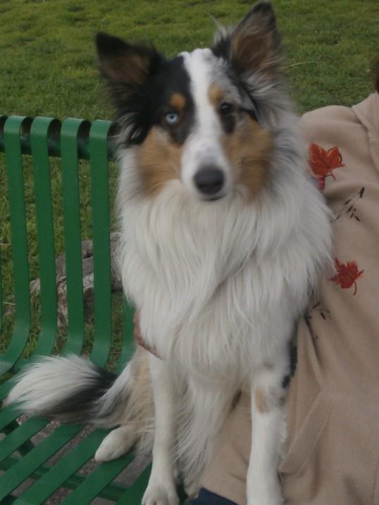 Lassie