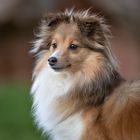 Lassie